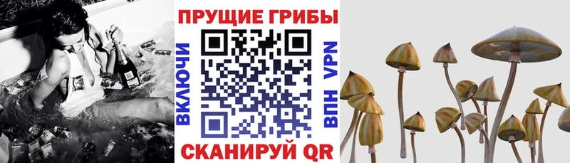 Галлюциногенные грибы Psilocybine cubensis купить Рыбное